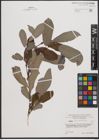 Foto von Salix appendiculata Vill.